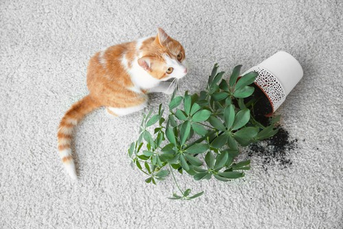 hiring-maid-with-pets-at-home