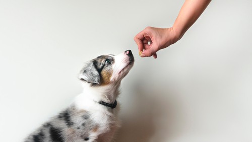 Dog Sitting vs Boarding Making the Right Choice