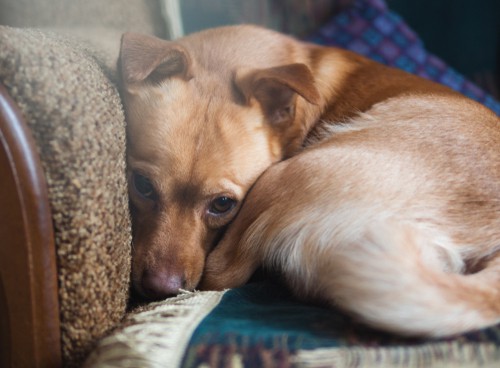 Separation Anxiety in Pets How Part-Time Pet Sitters Help