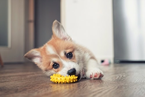 Preparing Your Home for a New Pet